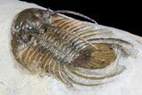 Spiny Kolihapeltis Trilobite - Rare Species #92931-1